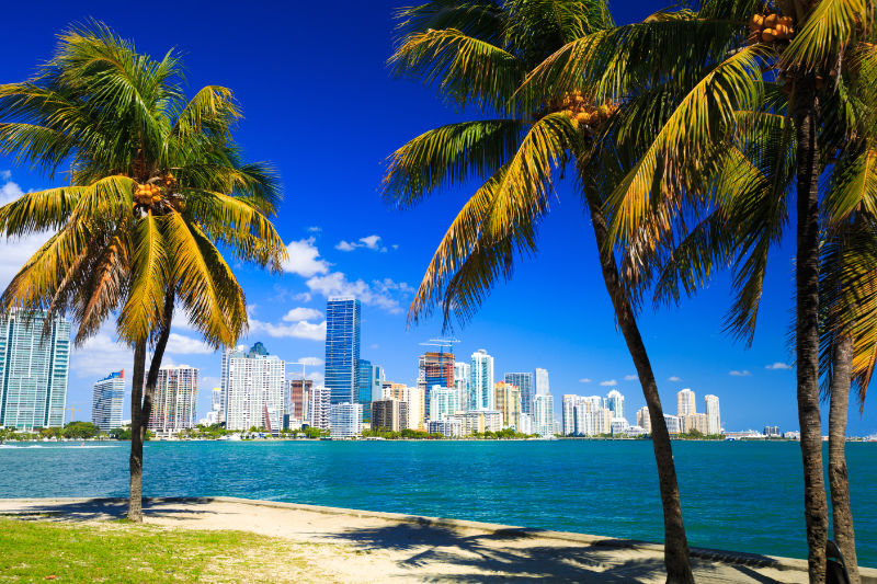 miami-with-palm-trees